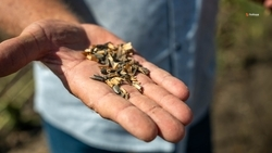 Более 20 тыс. тонн подсолнечника собрали на Ставрополье 