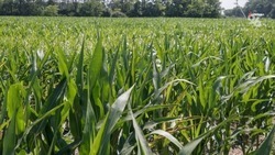 На Ставрополье собрали два урожая кукурузы за сезон 