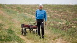 До аграриев Ставрополья довели 70% господдержки