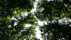 Более 50 га зелёных насаждений заложили на Ставрополье по нацпроекту