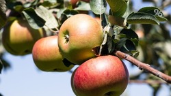 Более 13 тысяч тонн яблок собрали на Ставрополье с начала сезона