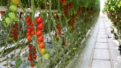 Около 22 тыс. тонн томатов вырастили на Ставрополье с начала года