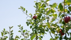 Грантовая поддержка помогла заложить 12 яблоневых садов в Георгиевском округе