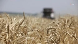 Аграрии Георгиевского округа подключились к уборочной кампании