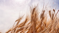 Аграрии Ставрополья собрали 6,2 млн тонн зерна