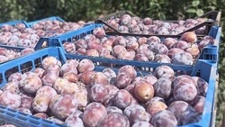 Садоводы Ставрополья собрали более 1 тыс. тонн слив