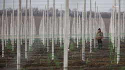 Ставропольские садоводы получили первые субсидии в 2025 году