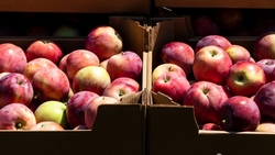 Георгиевский консервный завод переработает тысячу тонн яблок