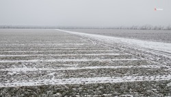 Около 95% ставропольских озимых находятся в хорошем и удовлетворительном состоянии
