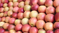 Урожай яблок на Ставрополье в полтора раза превысил прошлогодние показатели
