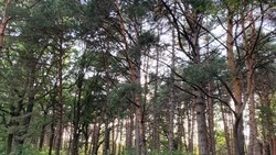 Патрулирование лесов проходит на Ставрополье