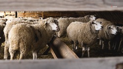 Инвестпроекты по развитию овцеводства реализуют на Ставрополье