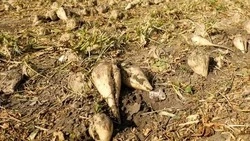 На Ставрополье дополнительно простимулируют производство овощей открытого грунта