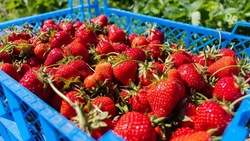  В 2022 году на Ставрополье увеличилась господдержка ягодоводства
