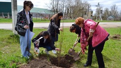 Школьники из Георгиевского округа высадили 155 деревьев в честь героев Великой Отечественной войны