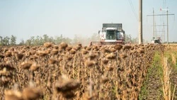 Уборку подсолнечника завершают в Минераловодском округе