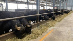 Сыры из молока буйволов изготавливают на Ставрополье