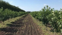 Почти 80 га черешневых суперинтенсивных садов выращивают на Ставрополье